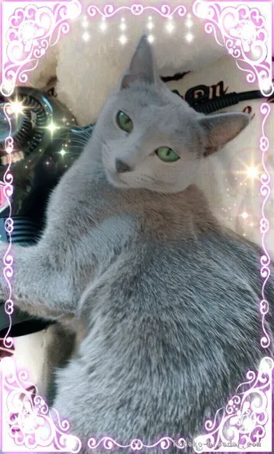 ID:1806-01184の子猫