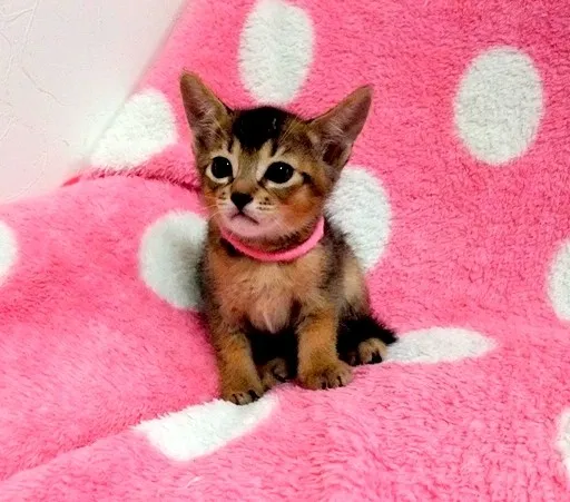 ID：1406-00074の子猫
