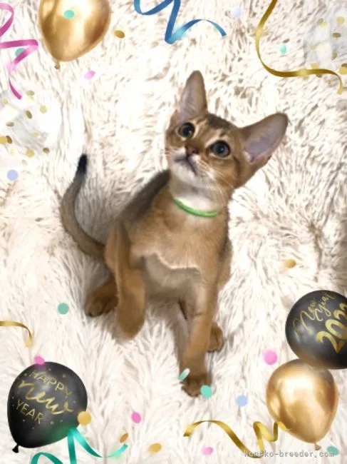ID:2201-01568の子猫