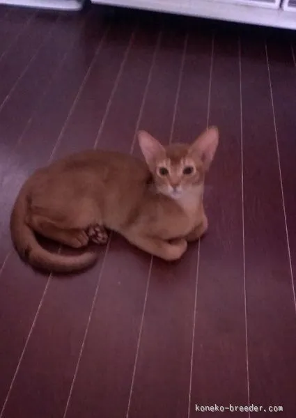 ID：1508-00297の子猫