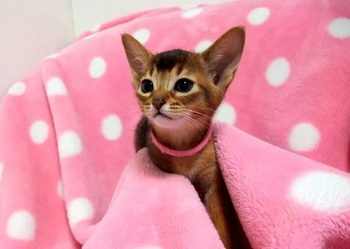 ID:1405-00237の子猫