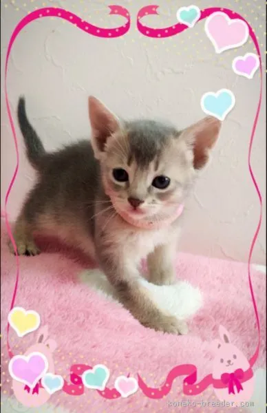 ID:1510-00566の子猫