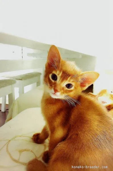 ID:1506-00612の子猫