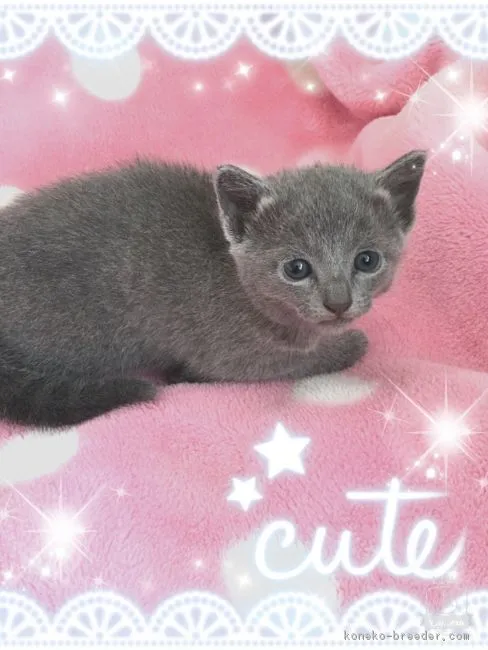 ID：1609-00183の子猫