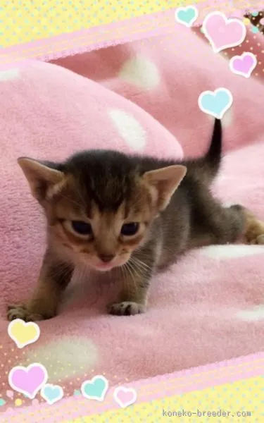 ID：1510-00629の子猫