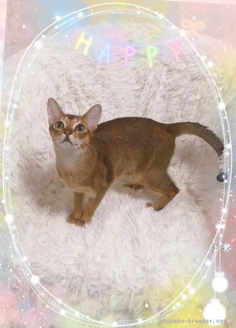 ID:2111-02177の子猫