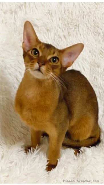 ID：2106-01781の子猫