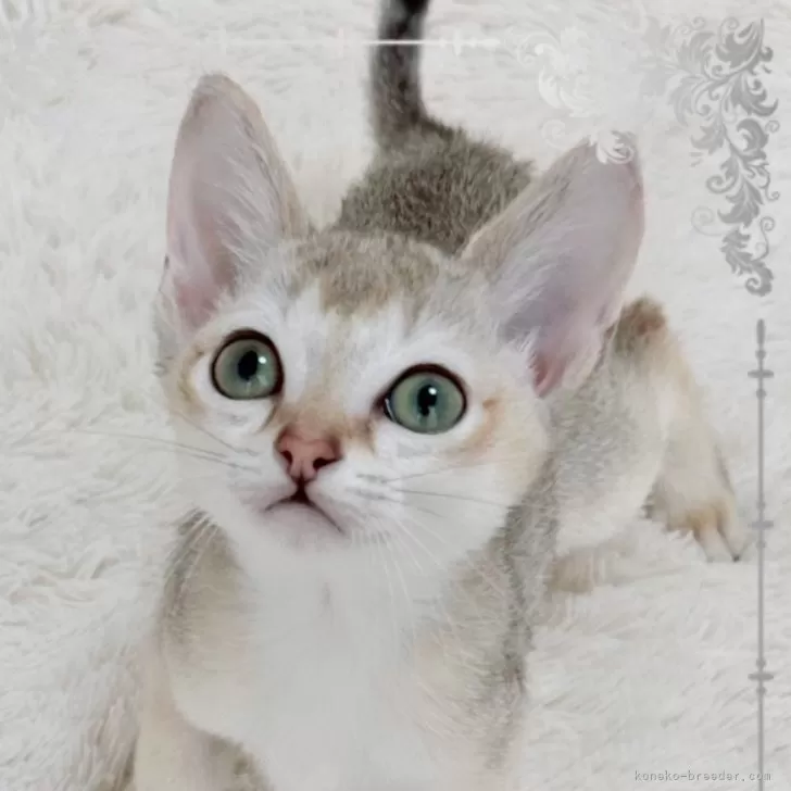 ID:2407-02990の子猫