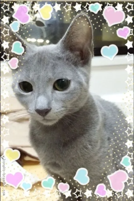 ID:1511-00133の子猫
