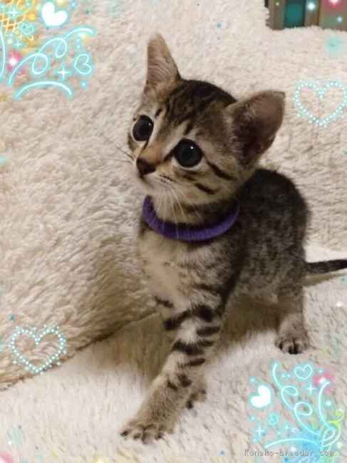 ID：1902-00024の子猫