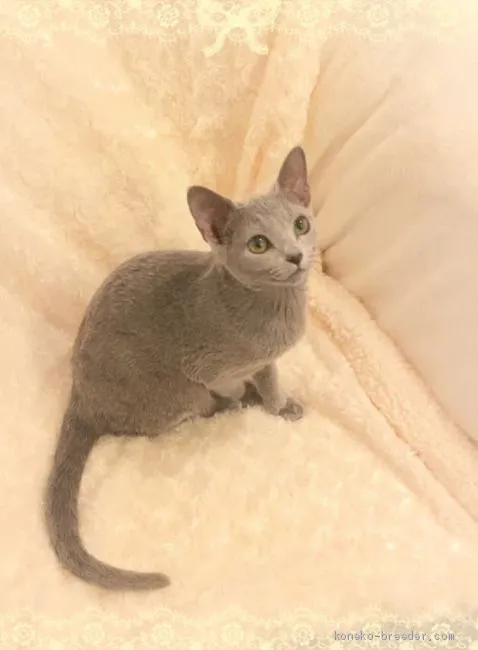 ID：2003-00013の子猫