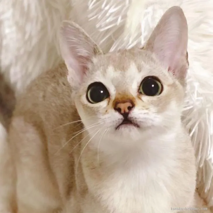 ID：2209-00715の子猫