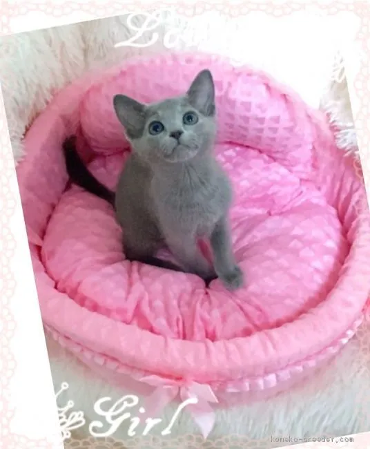 ID:2012-01564の子猫
