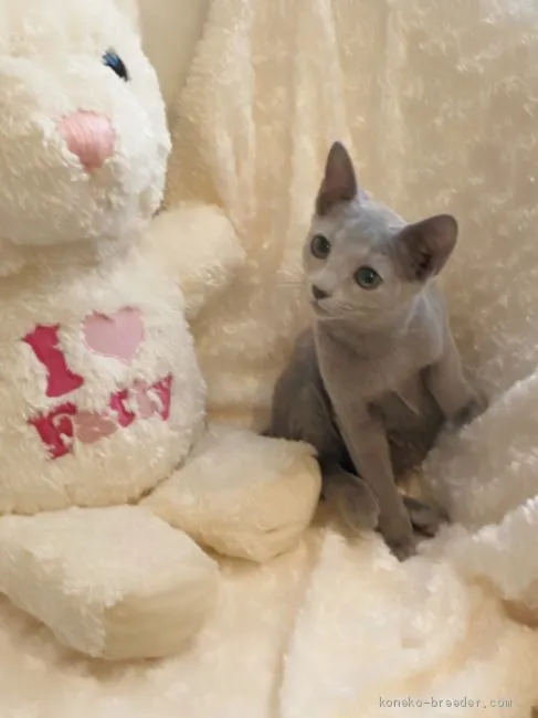 ID:2002-00182の子猫