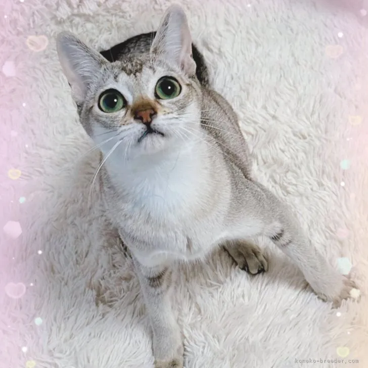 ID:2307-00510の子猫