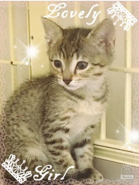 ID：1610-00079の子猫