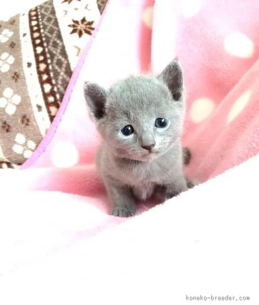 ID:1508-00113の子猫