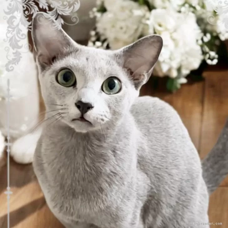 koma neko 様のお迎えした子猫
