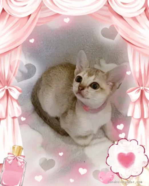 ID:1912-00220の子猫