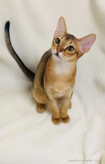 ID：2203-02287の子猫