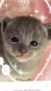 ロシアンブルー【埼玉県・男の子・2016年5月3日・ブルー】の写真「少したれ目のロシアンブルーの男の子 水色君」