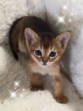 アビシニアン【埼玉県・男の子・2016年6月3日・ルディ】の写真「おめめの大きい男の子 ルディ君です」