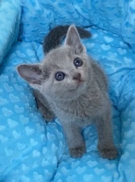 ロシアンブルー【埼玉県・男の子・2020年7月11日・ブルー】の写真「両親CFAグランドチャンピオン」