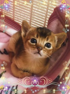 アビシニアン【埼玉県・男の子・2018年12月22日・ルディ】の写真「パパ、ママCFAチャンピオン」