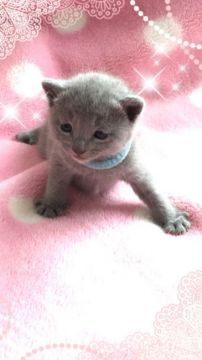 ロシアンブルー【埼玉県・男の子・2016年5月23日・ブルー】の写真「少したれ目の男の子 ブルー君」