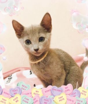 ロシアンブルー【埼玉県・男の子・2019年1月7日・ブルー】の写真「パパ CFAチャンピオン」