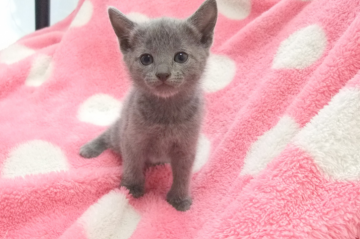 ロシアンブルー【埼玉県・男の子・2015年10月25日・ブルー】の写真「」