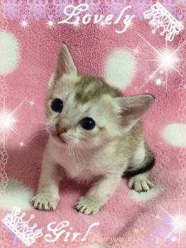 シンガプーラ【埼玉県・女の子・2017年3月12日・セピアアグーティ】の写真「小さいけど、とても元気です」