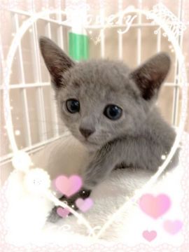 ロシアンブルー【埼玉県・女の子・2019年5月15日・ブルー】の写真「ふわふわの女の子」