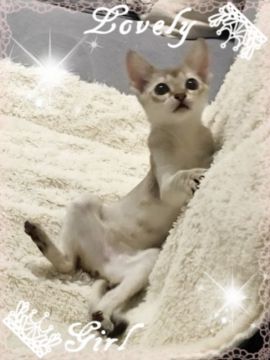 シンガプーラ【埼玉県・女の子・2017年7月11日・セピアアグーティー】の写真「パパ CFAチャンピオン」