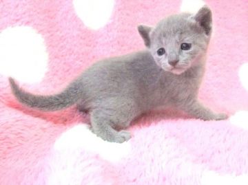 ロシアンブルー【埼玉県・女の子・2014年12月11日・ブルー】の写真「12月11日生まれ　少したれ目の女の子」