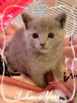 ロシアンブルー【埼玉県・女の子・2018年11月23日・ブルー】の写真「ふわふわ、もこもこの子猫ちゃん」