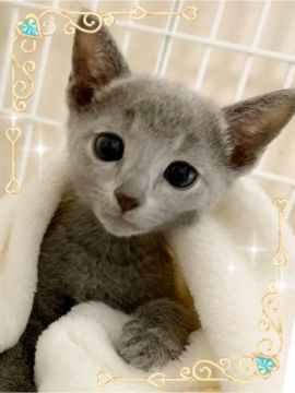 ロシアンブルー【埼玉県・男の子・2019年5月15日・ブルー】の写真「とっても懐こい男の子」
