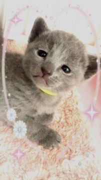 ロシアンブルー【埼玉県・男の子・2016年5月3日・ブルー】の写真「少したれ目のロシアンブルーの男の子 イエロー君」