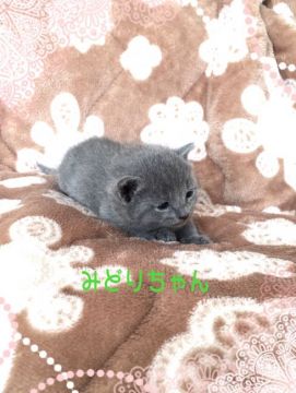 ロシアンブルー【埼玉県・女の子・2016年5月3日・ブルー】の写真「みどりちゃん」