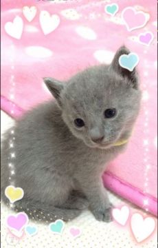 ロシアンブルー【埼玉県・女の子・2015年10月21日・ブルー】の写真「ふわふわ、もこもこの可愛い女の子 黄色ちゃん」