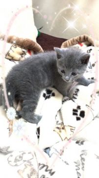 ロシアンブルー【埼玉県・男の子・2016年5月14日・ブルー】の写真「まだまだ赤ちゃん 水色君です」