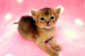 アビシニアン【埼玉県・男の子・2014年3月30日・ルディ】の写真「」