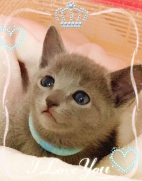 ロシアンブルー【埼玉県・男の子・2019年1月7日・ブルー】の写真「パパ CFAチャンピオン」