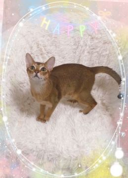シンガプーラ×アビシニアン【埼玉県・男の子・2021年2月21日・ルディタイプ】の写真「うりぼうと呼ぶと走ってきます」