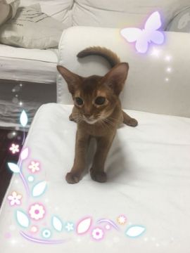 アビシニアン【埼玉県・男の子・2018年12月30日・レッド】の写真「とっても懐こい男の子」