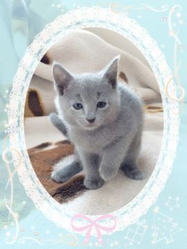 ロシアンブルー【埼玉県・女の子・2015年10月21日・ブルー】の写真「ふわふわ、もこもこの可愛い女の子 黄色ちゃん」