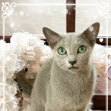 ロシアンブルー【埼玉県・男の子・2023年3月10日・ブルー】の写真「大きくなっちゃったけど
とても淡いコートの菊ちゃ」