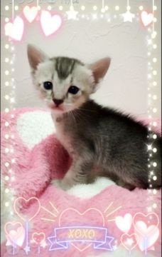 シンガプーラ×エジプシャンマウ【埼玉県・男の子・2015年10月5日・セピア セピアタイプ】の写真「めずらしい ミックスの子猫」