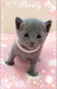 ロシアンブルー【埼玉県・男の子・2015年11月8日・ブルー】の写真「11月8日生まれ 可愛い男の子 ホワイトちゃん」