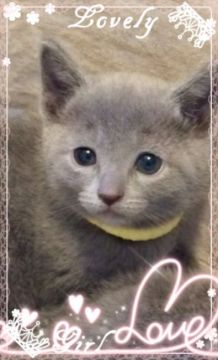 ロシアンブルー【埼玉県・女の子・2015年10月28日・ブルー】の写真「10月25日生まれの女の子 黄色ちゃん」